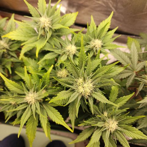 Rei growlog timeline photo