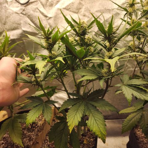 Rei growlog timeline photo