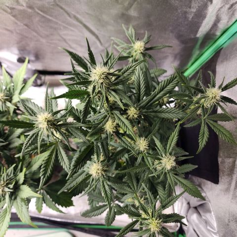 Adīne growlog timeline photo