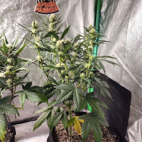 Adīne growlog timeline photo
