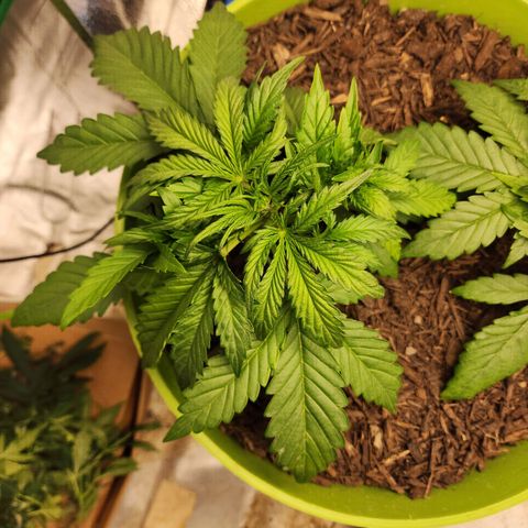 Tak growlog timeline photo