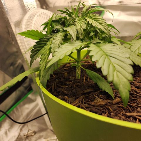 Tak growlog timeline photo