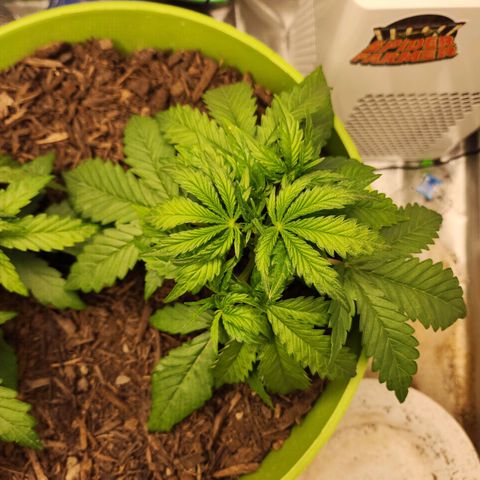 Gaz growlog timeline photo
