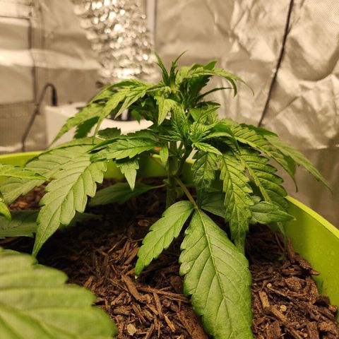 Gaz growlog timeline photo
