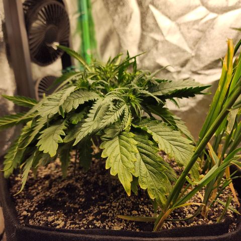 Livia growlog timeline photo