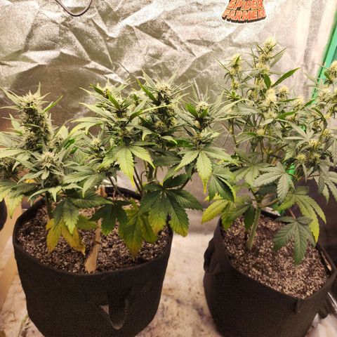 Adīne growlog timeline photo