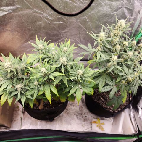 Adīne growlog timeline photo