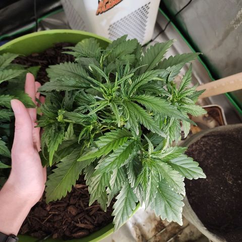 Tak growlog timeline photo