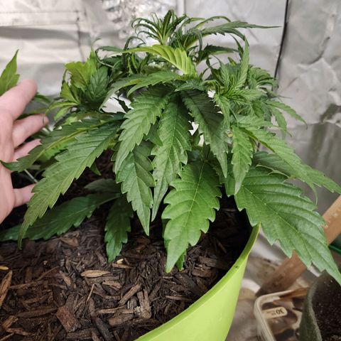 Tak growlog timeline photo