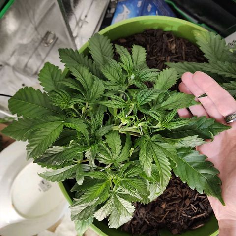 Gaz growlog timeline photo