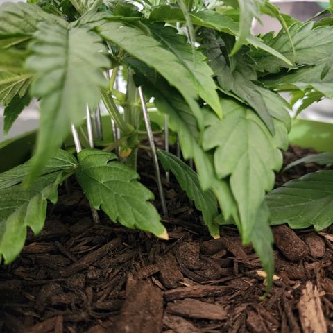 Gaz growlog timeline photo