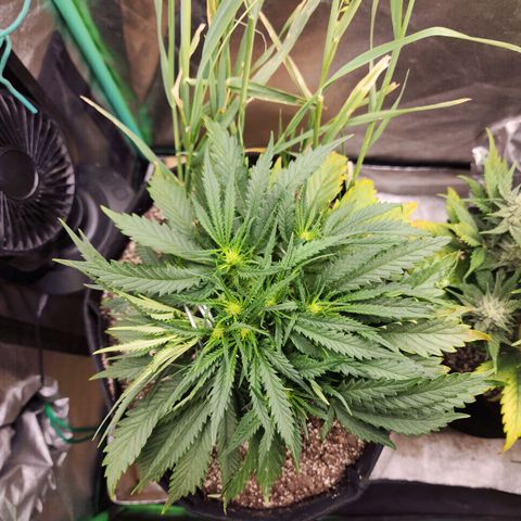 Livia growlog photo: This hydra is too much to manage 