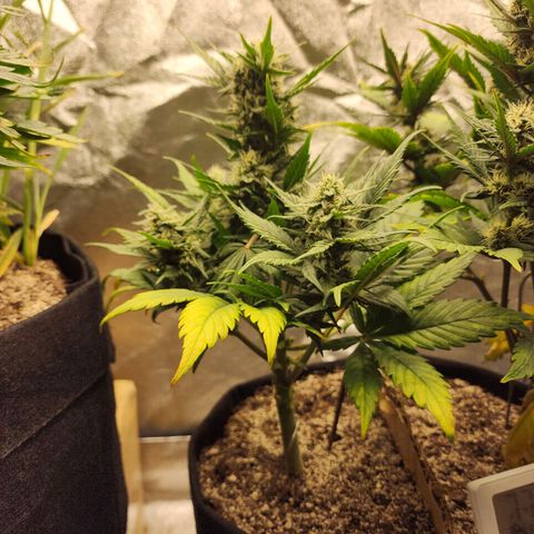 Nia growlog timeline photo