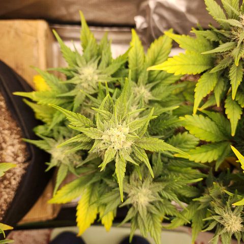 Nia growlog timeline photo