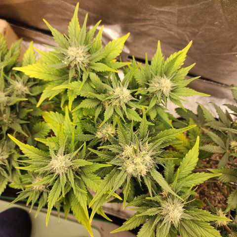 Rei growlog timeline photo