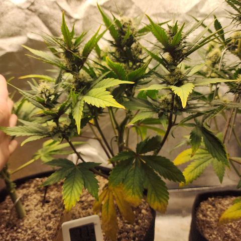 Rei growlog timeline photo