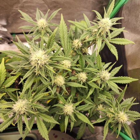 Adīne growlog timeline photo