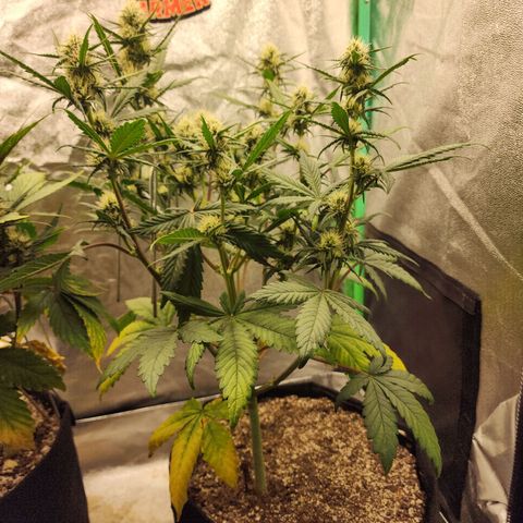 Adīne growlog timeline photo