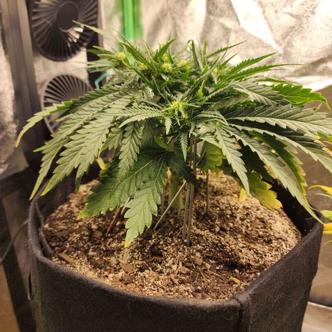 Livia growlog timeline photo