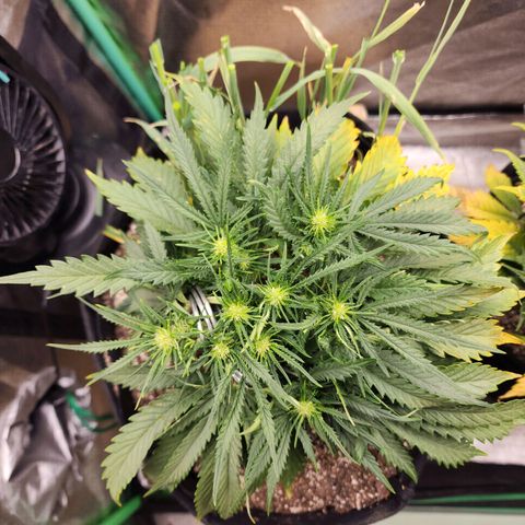 Livia growlog timeline photo