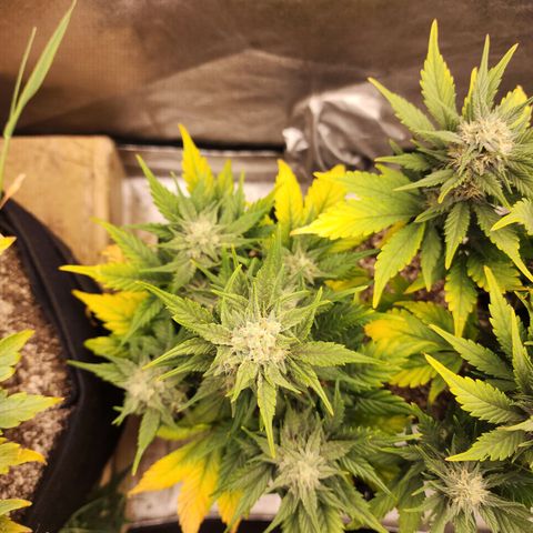 Nia growlog timeline photo