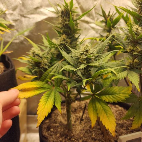 Nia growlog timeline photo