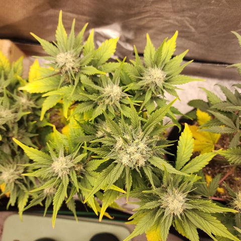 Rei growlog timeline photo