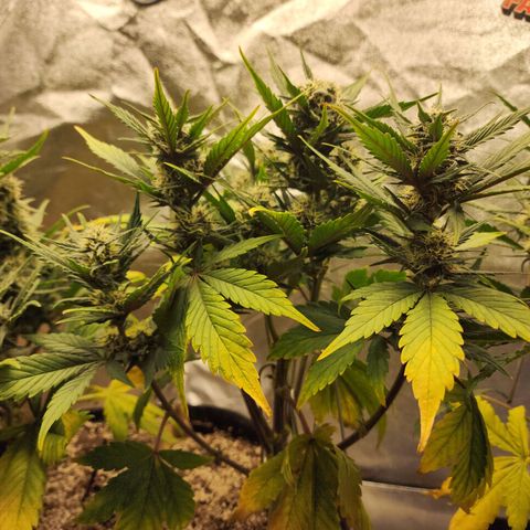 Rei growlog timeline photo