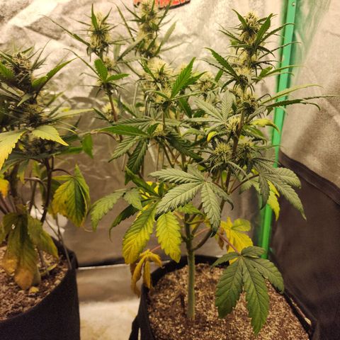 Adīne growlog timeline photo