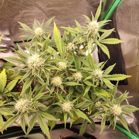 Adīne growlog timeline photo