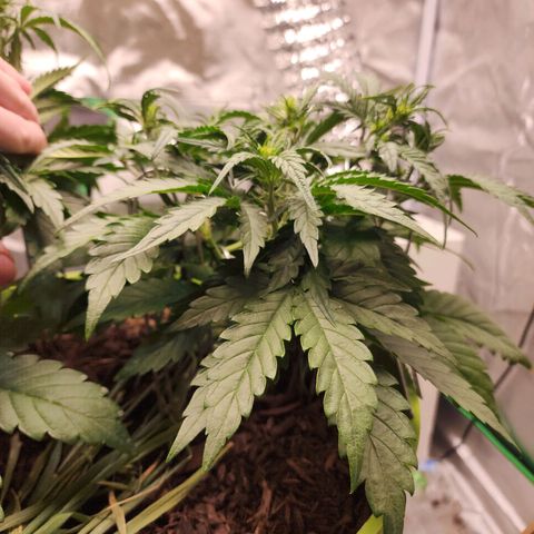 Gaz growlog timeline photo