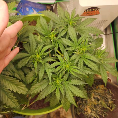 Gaz growlog timeline photo
