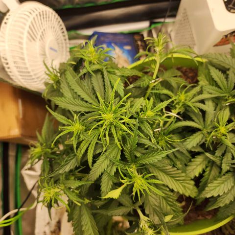 Tak growlog timeline photo