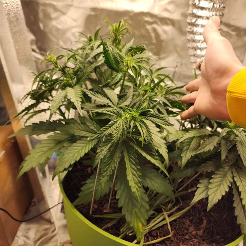 Tak growlog timeline photo