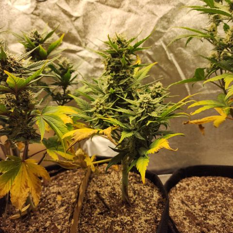 Nia growlog timeline photo
