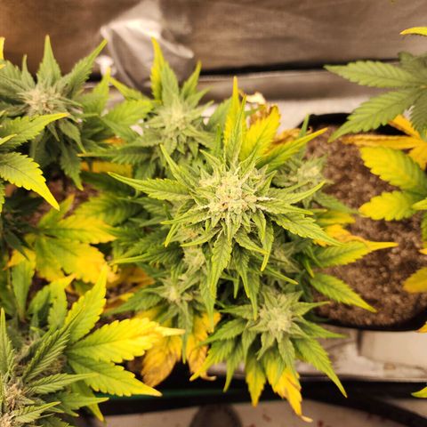 Nia growlog timeline photo