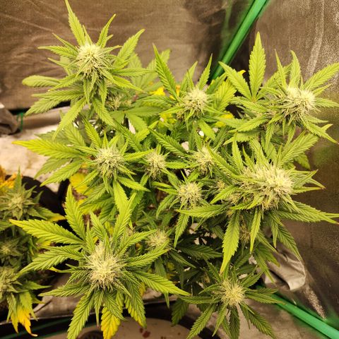 Adīne growlog timeline photo
