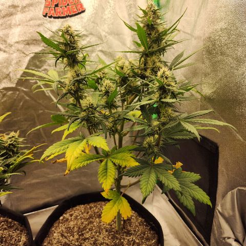 Adīne growlog timeline photo