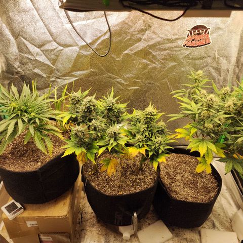 Livia growlog timeline photo