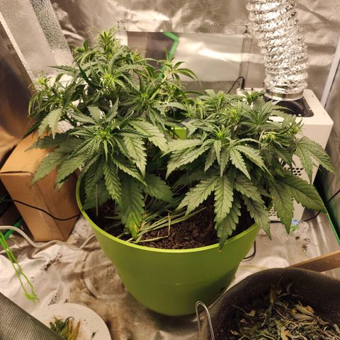 Tak growlog timeline photo