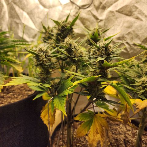 Rei growlog timeline photo