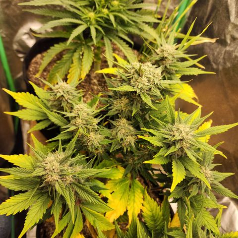 Rei growlog timeline photo