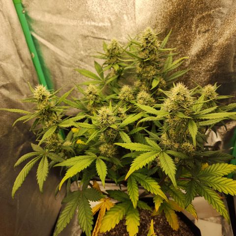Adīne growlog timeline photo
