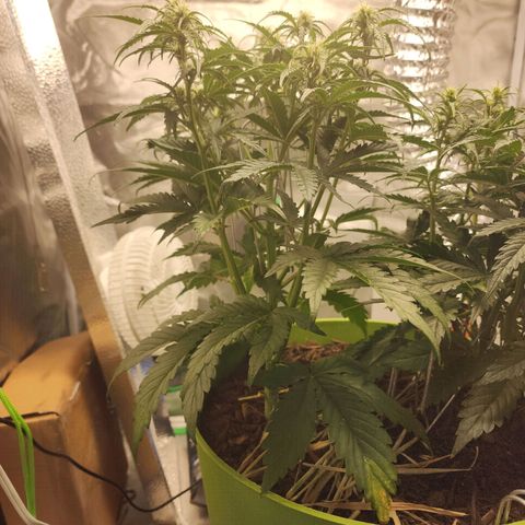 Tak growlog timeline photo