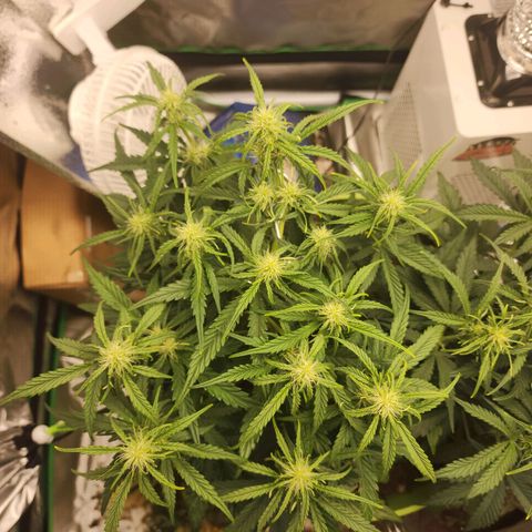 Tak growlog timeline photo