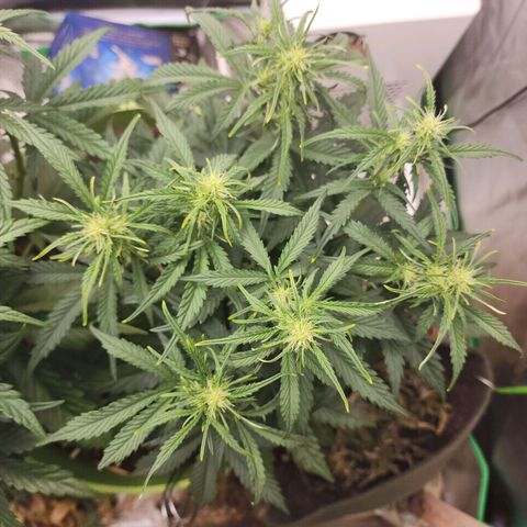 Gaz growlog timeline photo