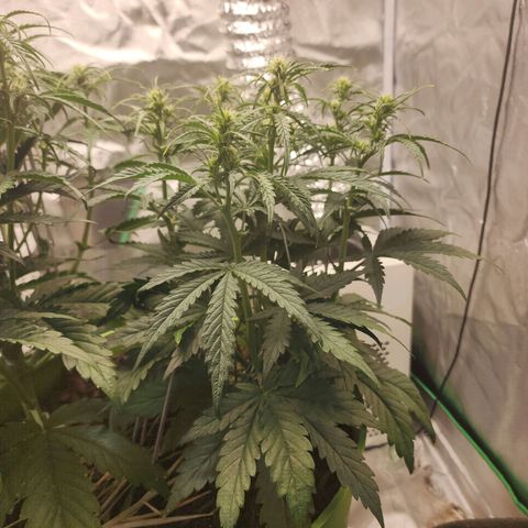 Gaz growlog timeline photo