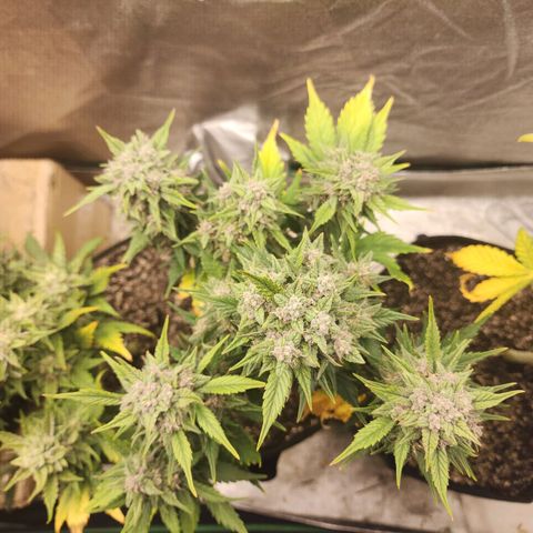 Rei growlog timeline photo