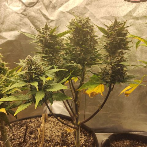 Rei growlog timeline photo