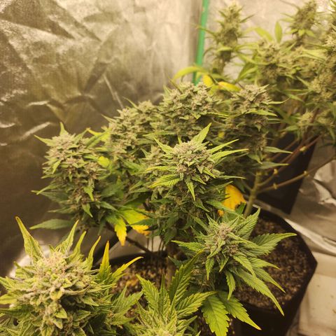 Rei growlog timeline photo